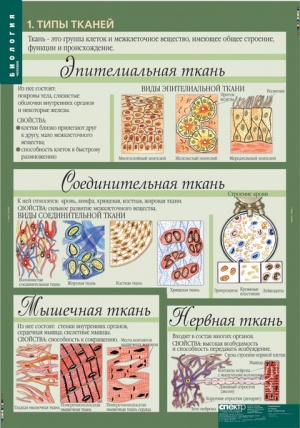 Комплект таблиц по биологии дем. "Биология. 8-9 классы. Человек" 12 таблиц